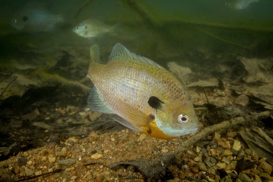 Bluegill