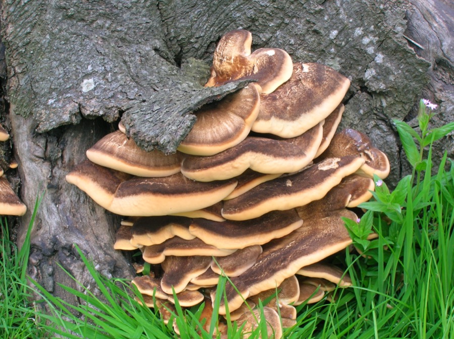 Chicken of the woods